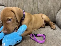 Caro Magenta Collar Girl, a female Vizsla for sale in Ganado, TX – 3 of 5