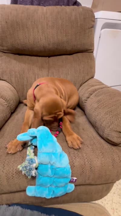 Red Collar Boy Res & Rowdie, a male Vizsla for sale in Ganado, TX – 5 of 6