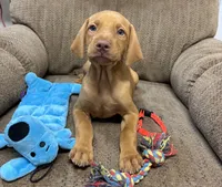 Caro Orange Collar Boy, a male Vizsla for sale in Ganado, TX – 2 of 3