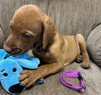 Caro Magenta Collar Girl, a female Vizsla for sale in Ganado, TX – 4 of 5