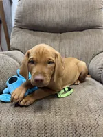 Caro Lime collar Girl, a female Vizsla for sale in Ganado, TX – 5 of 5