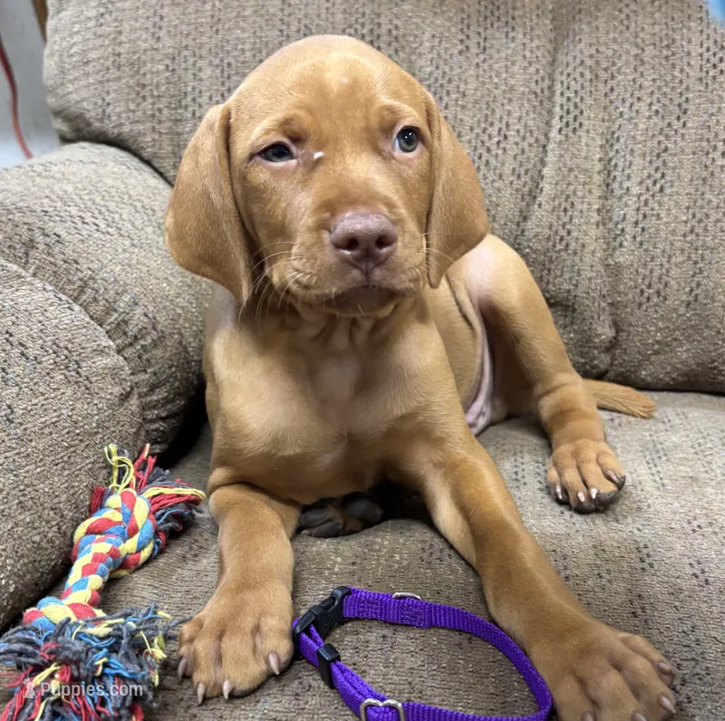 Caro Purple collar boy – Vizsla puppy for sale in Ganado, TX