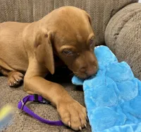 Caro Purple collar boy, a male Vizsla for sale in Ganado, TX – 6 of 6