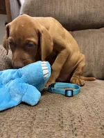 Caro Teal Collar Boy, a male Vizsla for sale in Ganado, TX – 4 of 5