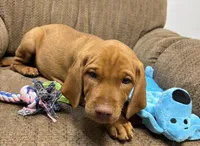 Caro Lime collar Girl, a female Vizsla for sale in Ganado, TX – 4 of 5