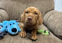 Caro Lime collar Girl, a female Vizsla for sale in Ganado, TX – 2 of 5