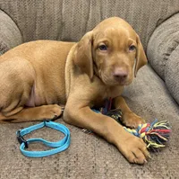 Caro Teal Collar Boy, a male Vizsla for sale in Ganado, TX – 5 of 5
