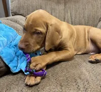 Caro Purple collar boy, a male Vizsla for sale in Ganado, TX – 4 of 6