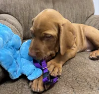 Caro Purple collar boy, a male Vizsla for sale in Ganado, TX – 2 of 6