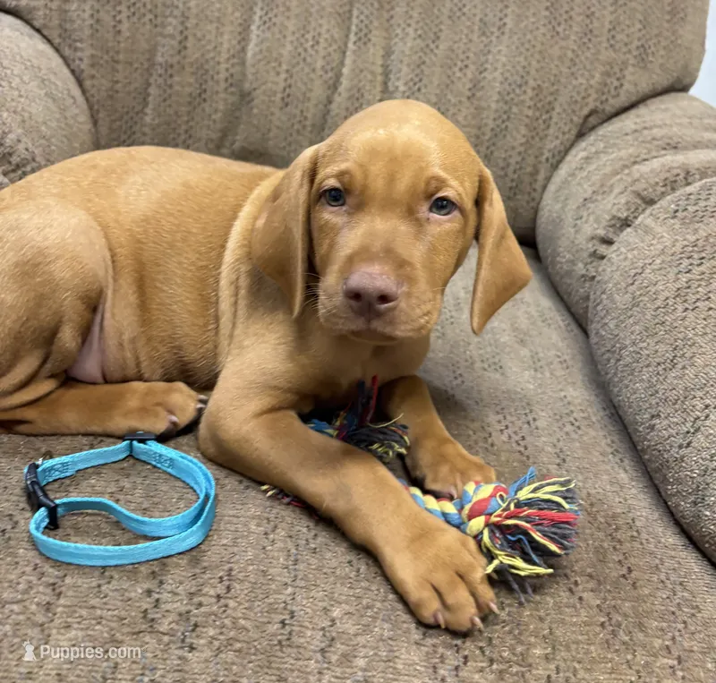 Caro Teal Collar Boy – Vizsla puppy for sale in Ganado, TX