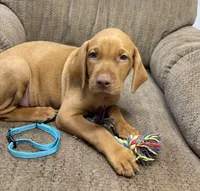 Caro Teal Collar Boy, a male Vizsla for sale in Ganado, TX – 1 of 5