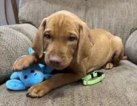 Caro Lime collar Girl, a female Vizsla for sale in Ganado, TX – 1 of 5