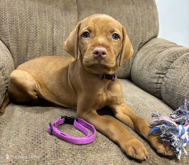 Caro Magenta Collar Girl – Vizsla puppy for sale in Ganado, TX