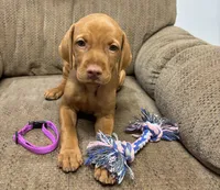 Caro Magenta Collar Girl, a female Vizsla for sale in Ganado, TX – 2 of 5