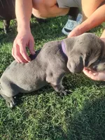 Purple Collar , a female Cane Corso for sale in Bolivar, MO – 3 of 3
