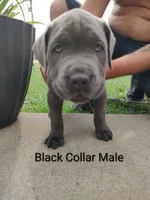 Black Collar, a male Cane Corso for sale in Bolivar, MO – 1 of 1