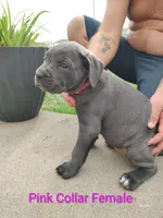Pink Collar, a female Cane Corso for sale in Bolivar, MO – 1 of 1