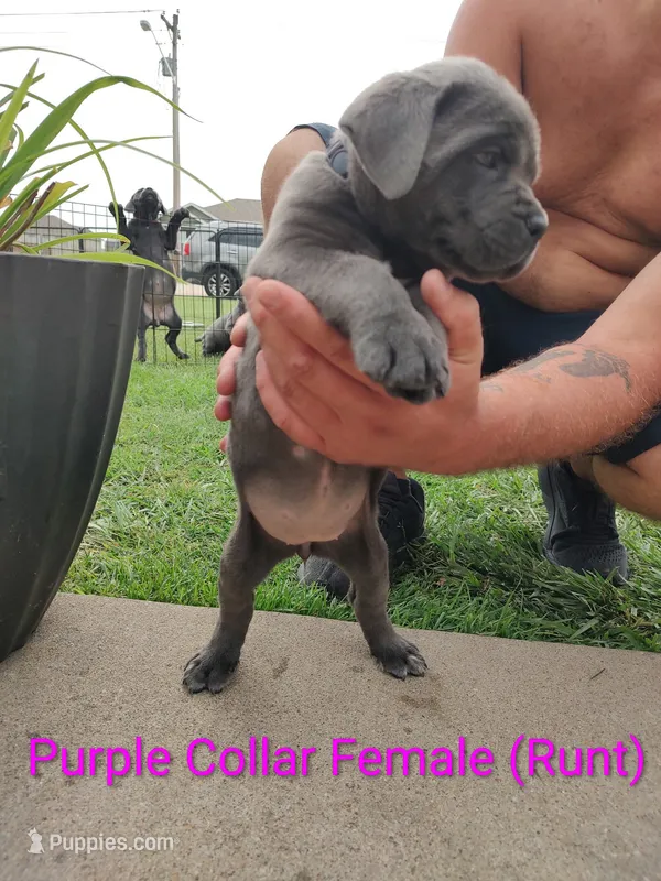 Purple Collar  – Cane Corso puppy for sale in Bolivar, MO