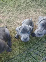 Purple Collar , a female Cane Corso for sale in Bolivar, MO – 2 of 3