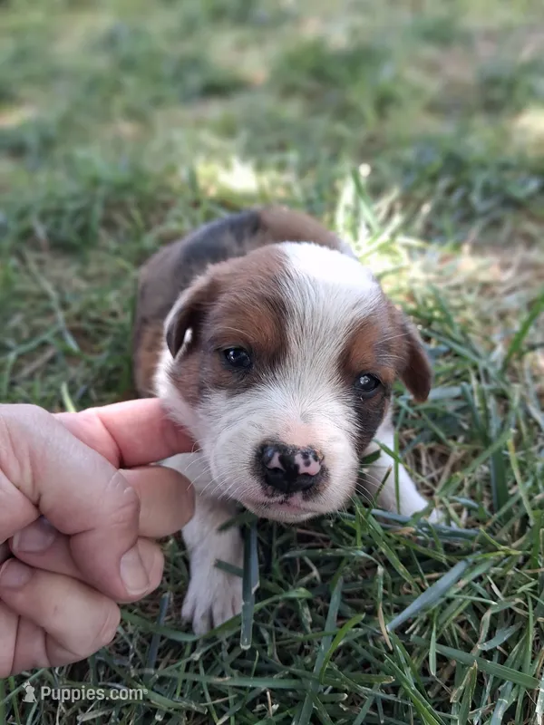 Flynn – Australian Shepherd, Border Collie puppy for sale in Henderson, NV