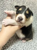 Basil, a male Collie for sale in Henderson, NV – 2 of 6