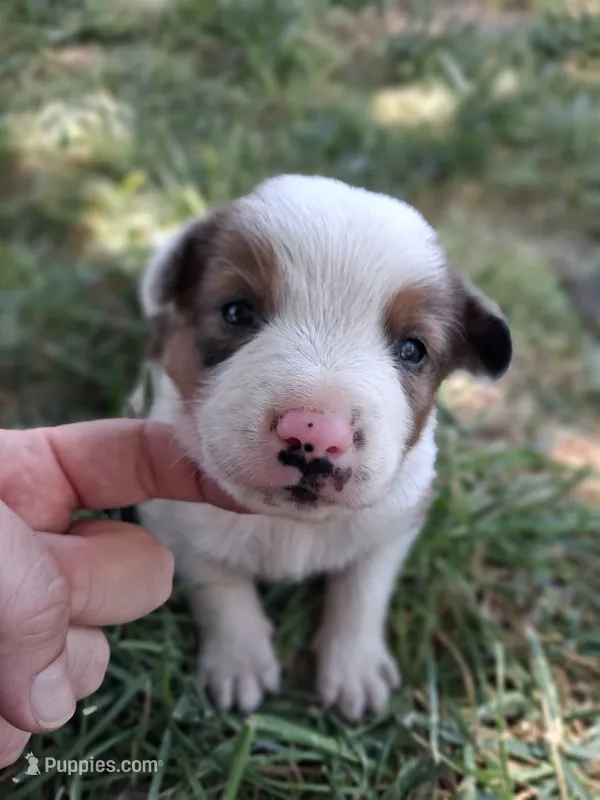 Dale – Australian Shepherd, Border Collie puppy for sale in Henderson, NV