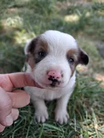 Dale, a male Australian Shepherd and Border Collie for sale in Henderson, NV – 1 of 2