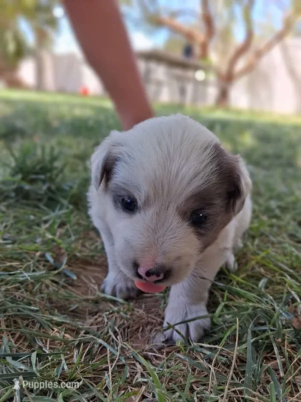 Pluto – Australian Shepherd, Border Collie puppy for sale in Henderson, NV