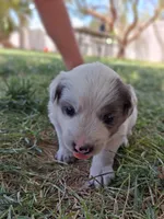 Pluto, a male Australian Shepherd and Border Collie for sale in Henderson, NV – 1 of 2