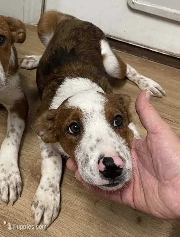 Dale – Australian Cattle Dog, Australian Shepherd puppy for sale in Henderson, NV