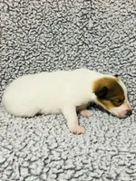 Sprout, a male Collie for sale in Henderson, NV – 4 of 6