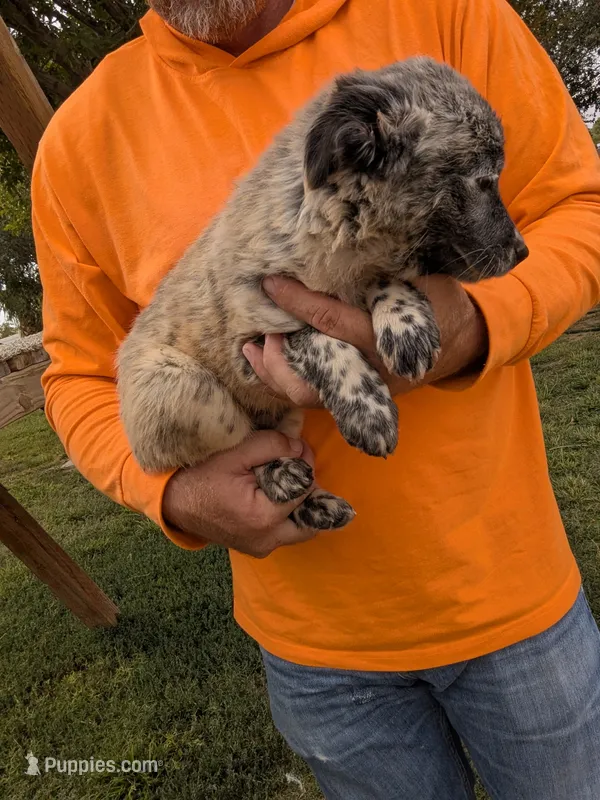 Chip – Australian Cattle Dog, Australian Shepherd puppy for sale in Henderson, NV