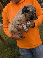 Chip, a male Australian Cattle Dog and Australian Shepherd for sale in Henderson, NV – 1 of 3