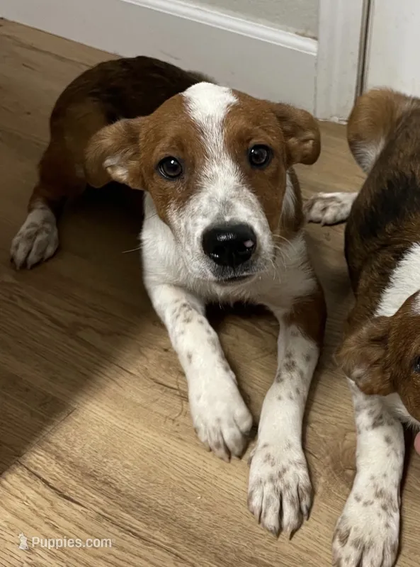 Flynn – Australian Cattle Dog, Australian Shepherd puppy for sale in Henderson, NV