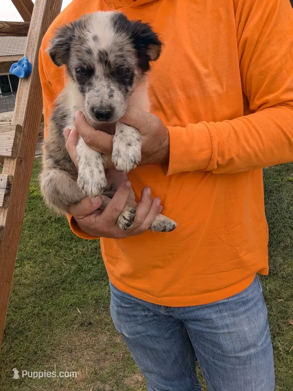 Mickey – Australian Cattle Dog, Australian Shepherd puppy for sale in Henderson, NV