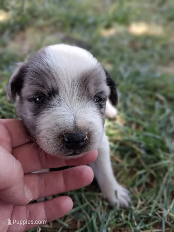 Mickey – Australian Shepherd, Border Collie puppy for sale in Henderson, NV