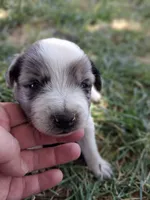 Mickey, a male Australian Shepherd and Border Collie for sale in Henderson, NV – 1 of 2