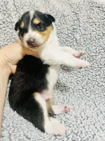 Basil, a male Collie for sale in Henderson, NV – 3 of 6