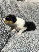 Basil, a male Collie for sale in Henderson, NV – 6 of 6