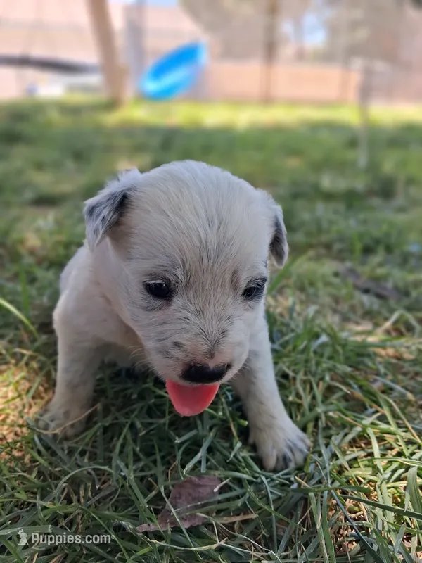 Chip – Australian Shepherd, Border Collie puppy for sale in Henderson, NV