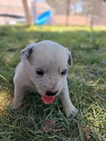 Chip, a male Australian Shepherd and Border Collie for sale in Henderson, NV – 1 of 2