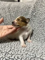 Sprout, a male Collie for sale in Henderson, NV – 6 of 6