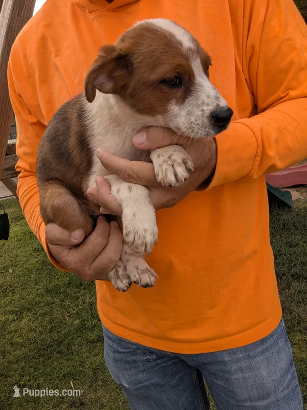 Flynn – Australian Cattle Dog, Australian Shepherd puppy for sale in Henderson, NV