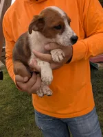 Flynn, a male Australian Cattle Dog and Australian Shepherd for sale in Henderson, NV – 1 of 3