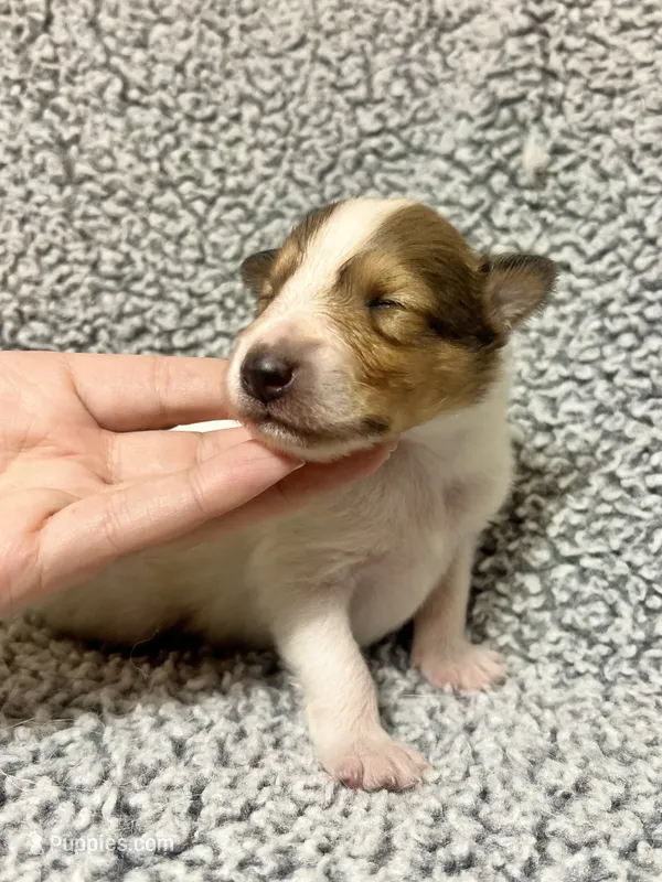 Sprout – Collie puppy for sale in Henderson, NV