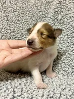 Sprout, a male Collie for sale in Henderson, NV – 1 of 6