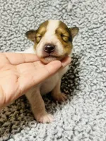 Sprout, a male Collie for sale in Henderson, NV – 3 of 6