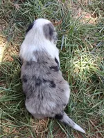 Mickey, a male Australian Shepherd and Border Collie for sale in Henderson, NV – 2 of 2