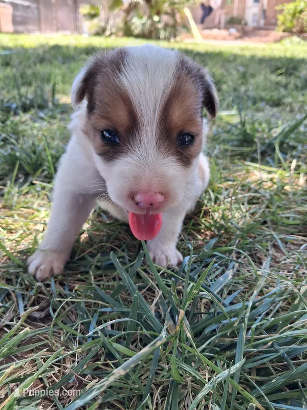 Daisy – Australian Shepherd, Border Collie puppy for sale in Henderson, NV