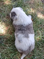 Pluto, a male Australian Shepherd and Border Collie for sale in Henderson, NV – 2 of 2